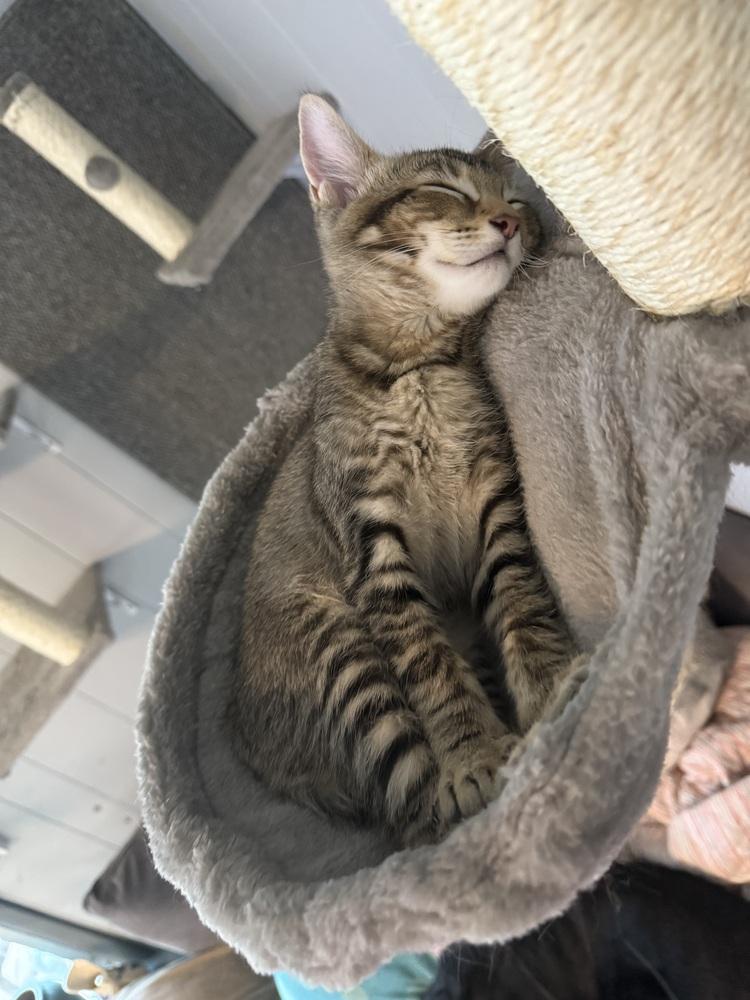 Enlarge Bandit, a Adoptable mixed breed in Bellingham, WA image 5/6