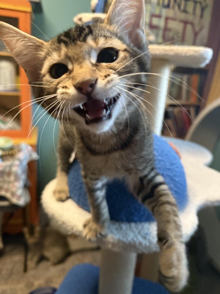 Enlarge Bandit, a Adoptable mixed breed in Bellingham, WA image 6/6