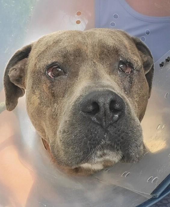 Enlarge Oakley Sweet Gentle Boy in Fabulous Foster Home Uber Couch Potato!, a Adoptable mixed breed in Richmond, VA image 3/5