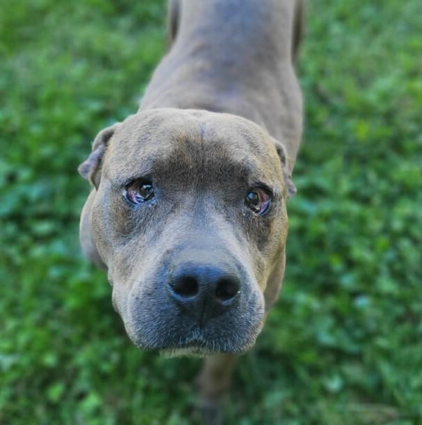 Enlarge Oakley Sweet Gentle Boy in Fabulous Foster Home Uber Couch Potato!, a Adoptable mixed breed in Richmond, VA image 2/5