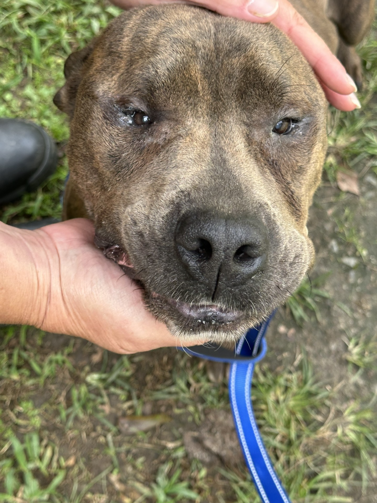 Enlarge Oakley Sweet Gentle Boy in Fabulous Foster Home Uber Couch Potato!, a Adoptable mixed breed in Richmond, VA image 5/5