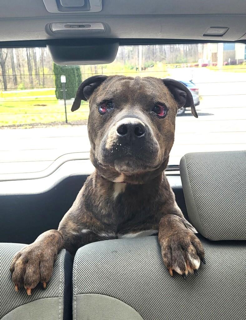 Enlarge Oakley Sweet Gentle Boy in Fabulous Foster Home Uber Couch Potato!, a Adoptable mixed breed in Richmond, VA image 1/5