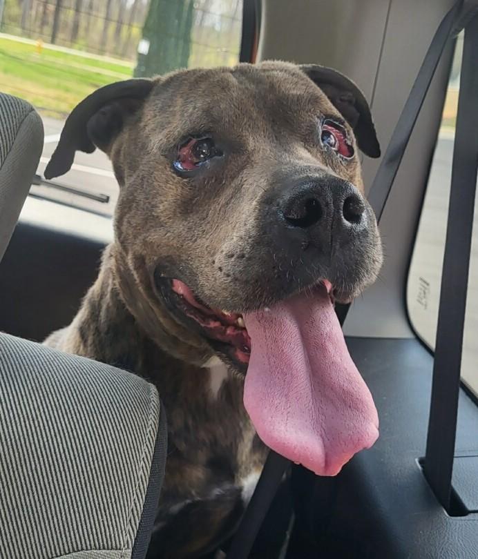 Enlarge Oakley Sweet Gentle Boy in Fabulous Foster Home Uber Couch Potato!, a Adoptable mixed breed in Richmond, VA image 4/5