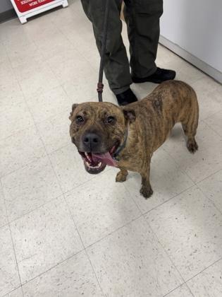 Enlarge Poof, a Adoptable mixed breed in Gulfport, MS image 1/2