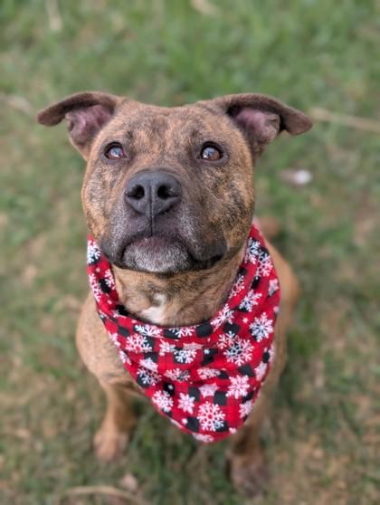 Poof, Adoptable, Adult Female Terrier & Mixed Breed.