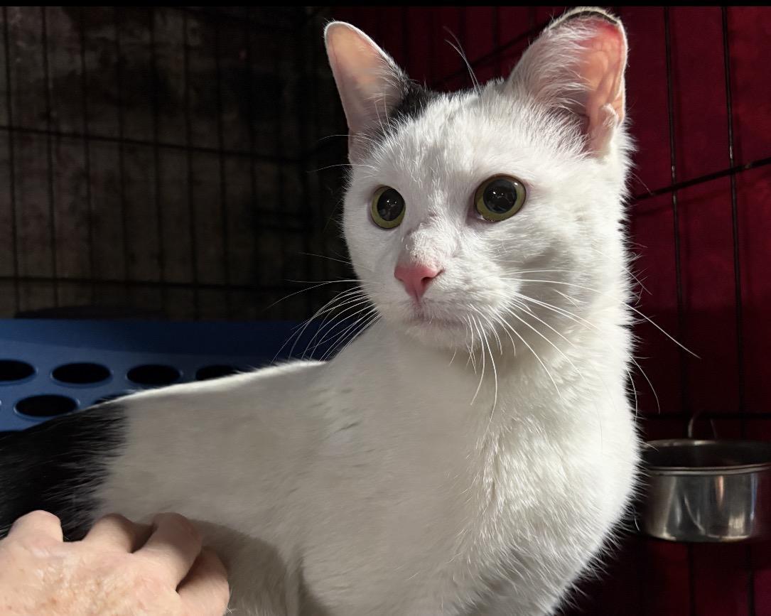 Enlarge Speedy ( Fun , Friendly, Lovable ), a ADOPTABLE Domestic Short Hair in Staten Island, NY image 3/5