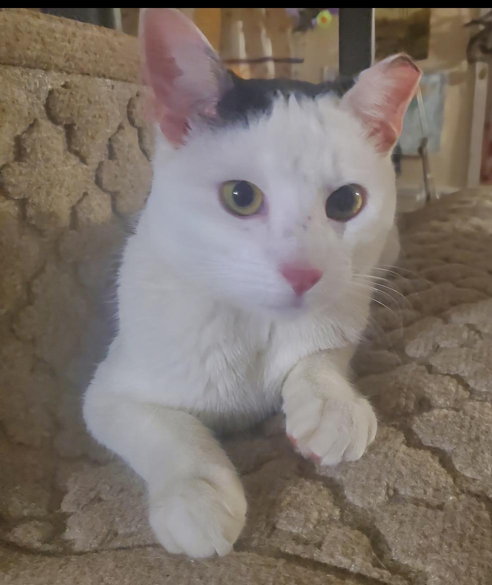 Enlarge Speedy ( Fun , Friendly, Lovable ), a ADOPTABLE Domestic Short Hair in Staten Island, NY image 2/5