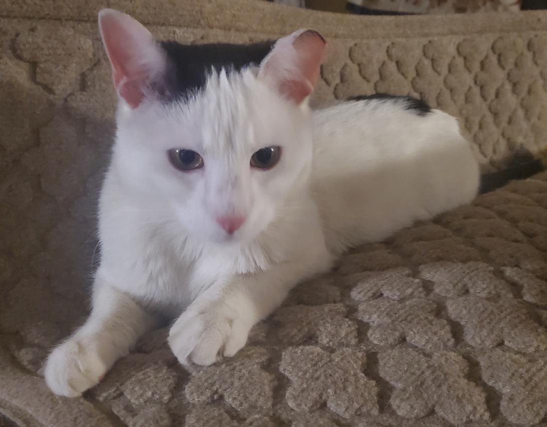 Enlarge Speedy ( Fun , Friendly, Lovable ), a ADOPTABLE Domestic Short Hair in Staten Island, NY image 1/5