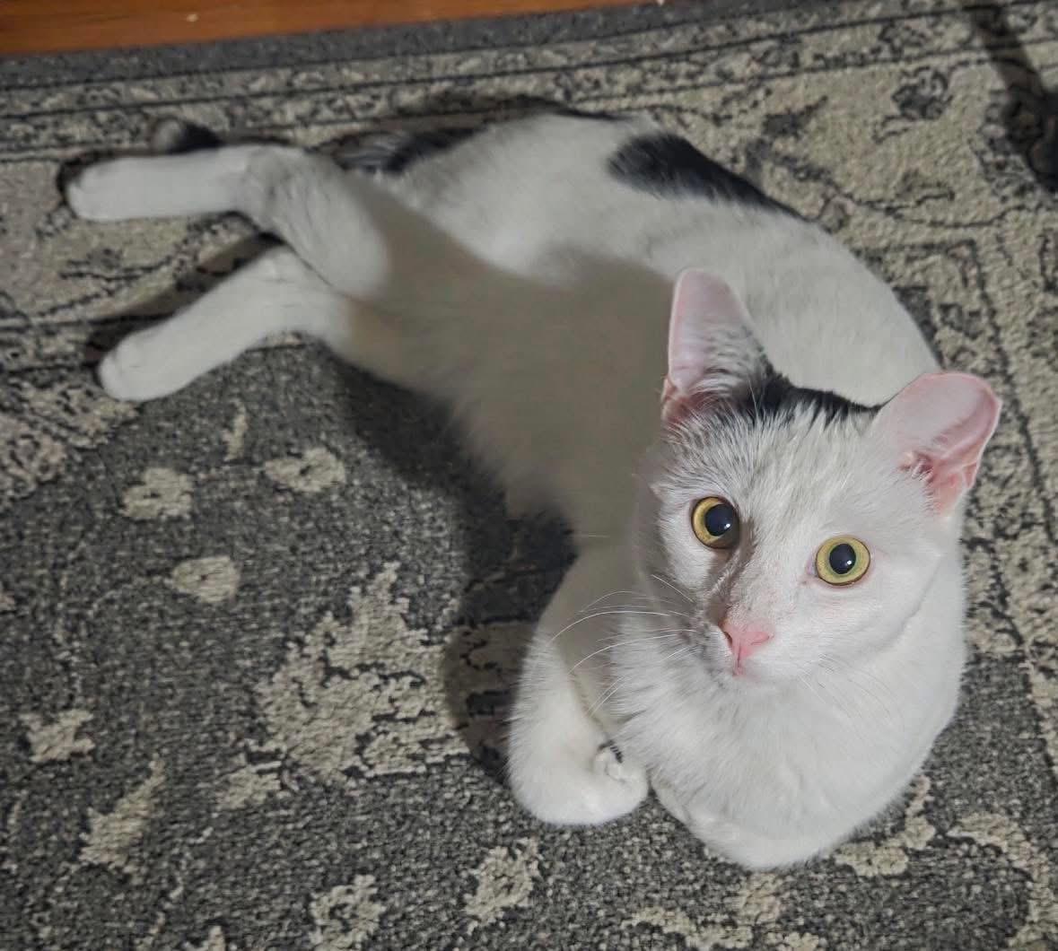 Speedy ( Fun , Friendly, Lovable ), ADOPTABLE, Young Male Domestic Short Hair.