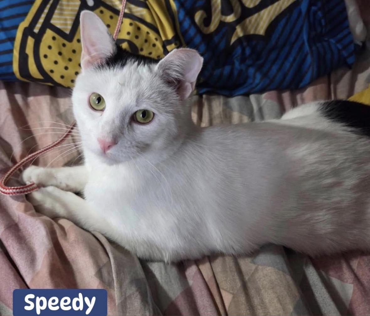 Speedy ( Fun , Friendly, Lovable ), ADOPTABLE, Young Male Domestic Short Hair.