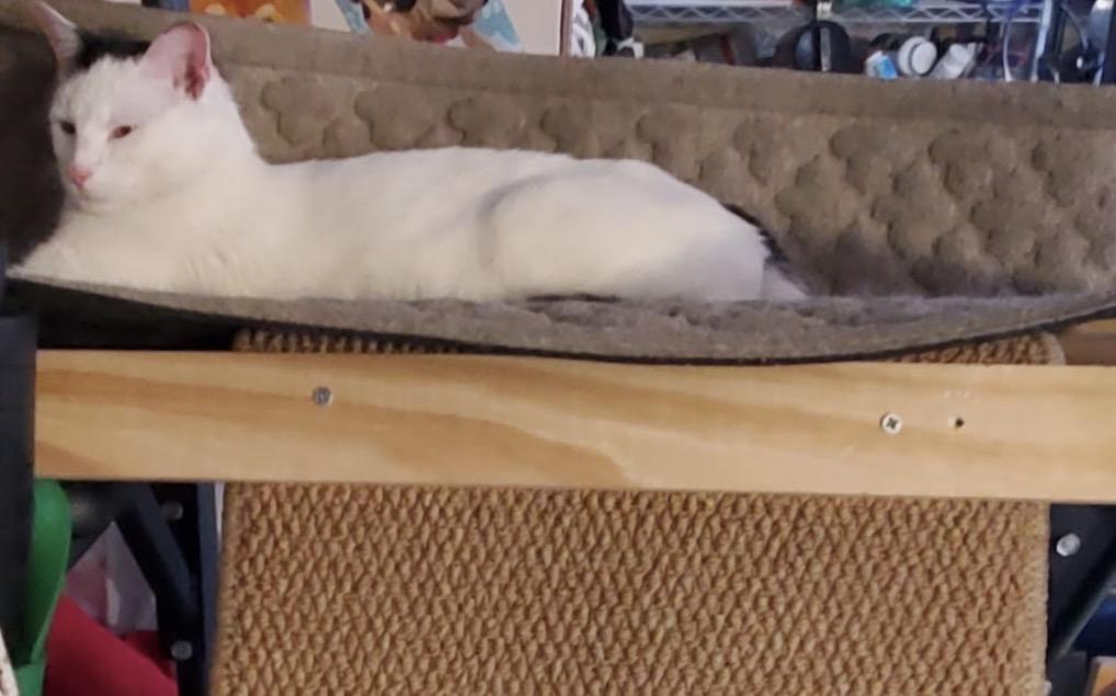 Enlarge Speedy ( Fun , Friendly, Lovable ), a ADOPTABLE Domestic Short Hair in Staten Island, NY image 4/5