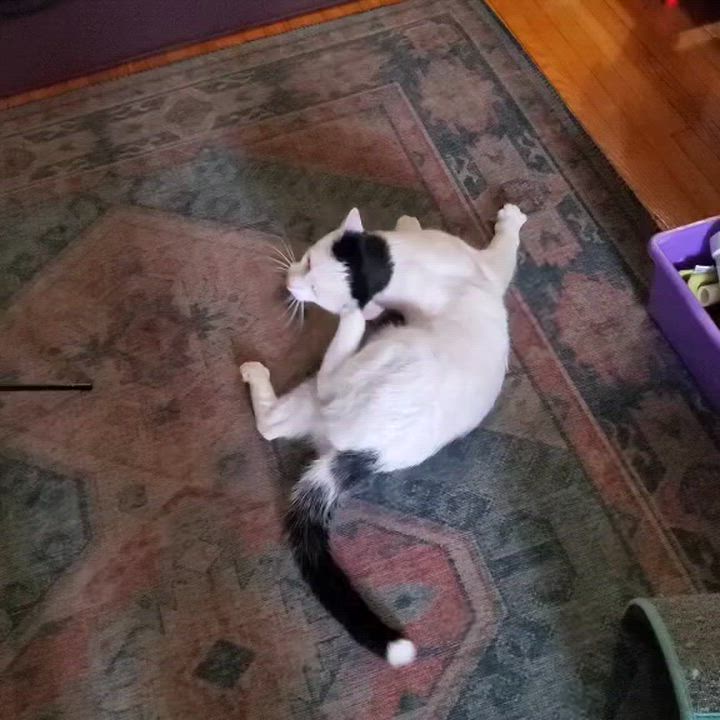 Enlarge Speedy ( Fun , Friendly, Lovable ), a ADOPTABLE Domestic Short Hair in Staten Island, NY video 5/5