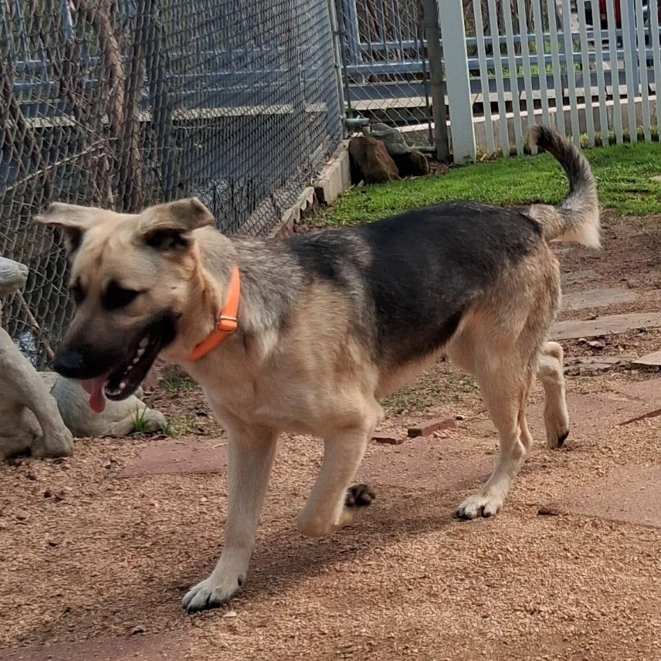 Enlarge Hansel, a Adoptable Shepherd in Galveston, TX image 2/6