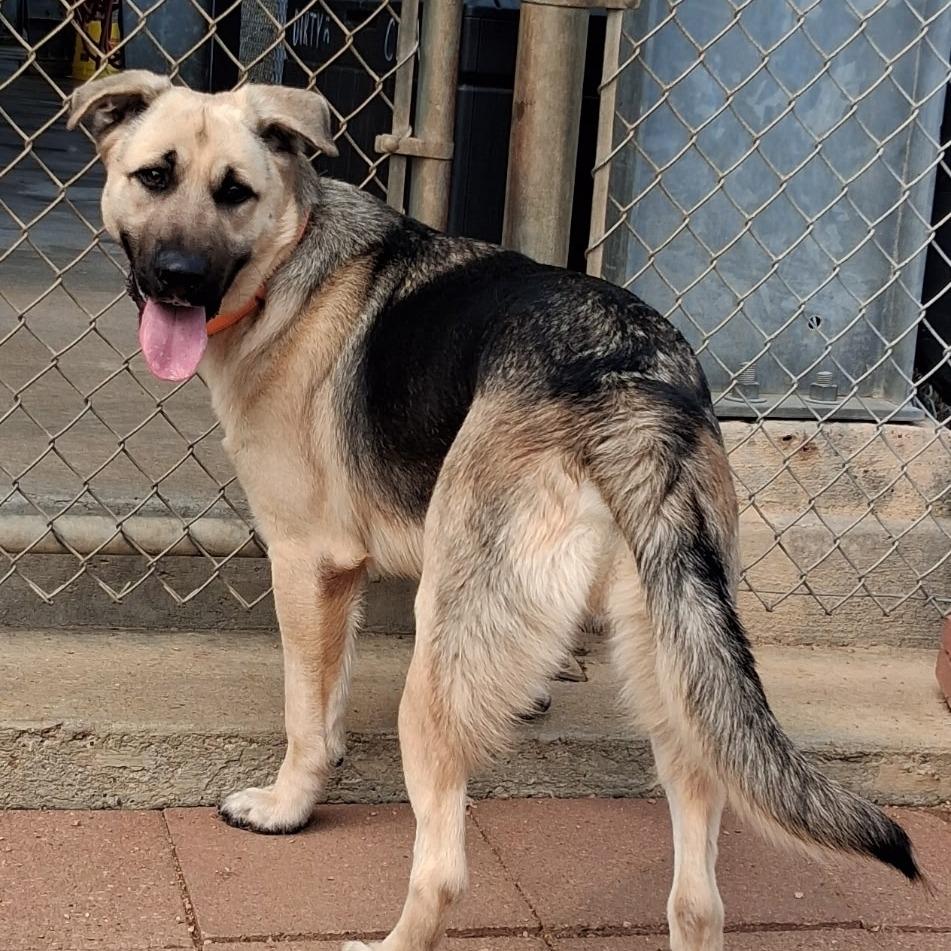 Enlarge Hansel, a Adoptable Shepherd in Galveston, TX image 3/6