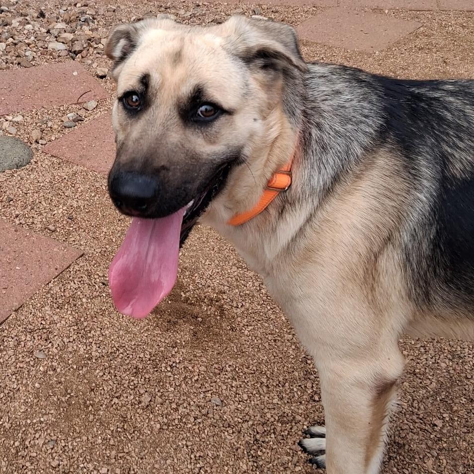 Enlarge Hansel, a Adoptable Shepherd in Galveston, TX image 4/6