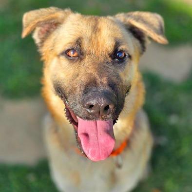 Enlarge Hansel, a Adoptable Shepherd in Galveston, TX image 5/6