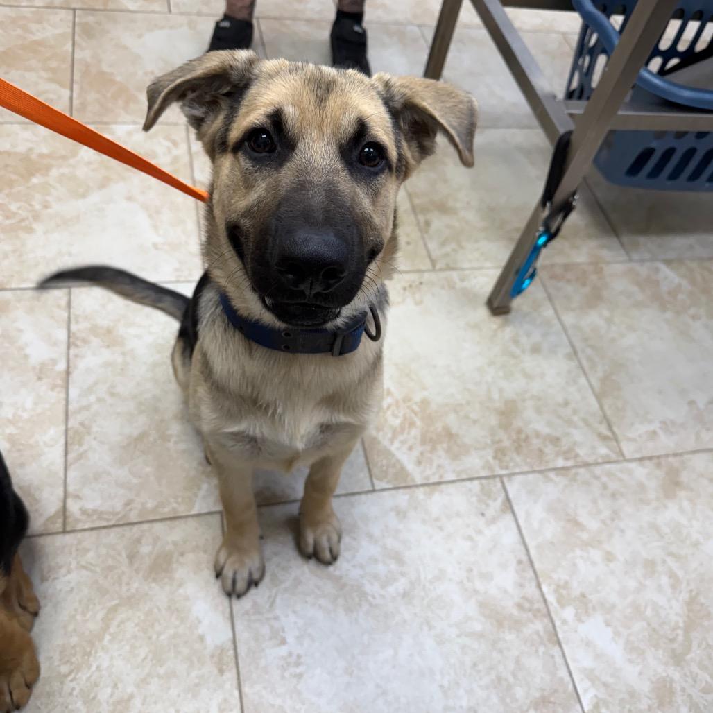 Enlarge Hansel, a Adoptable Shepherd in Galveston, TX image 6/6