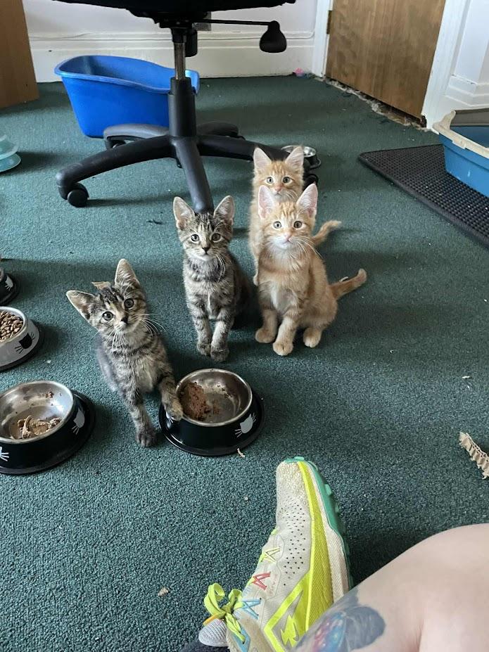 Enlarge Robin, a Adoptable Domestic Short Hair in Penfield, NY image 1/4