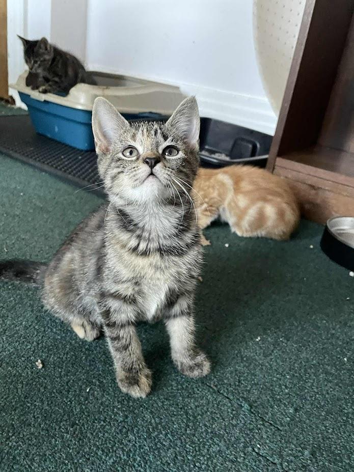 Enlarge Robin, a Adoptable Domestic Short Hair in Penfield, NY image 3/4