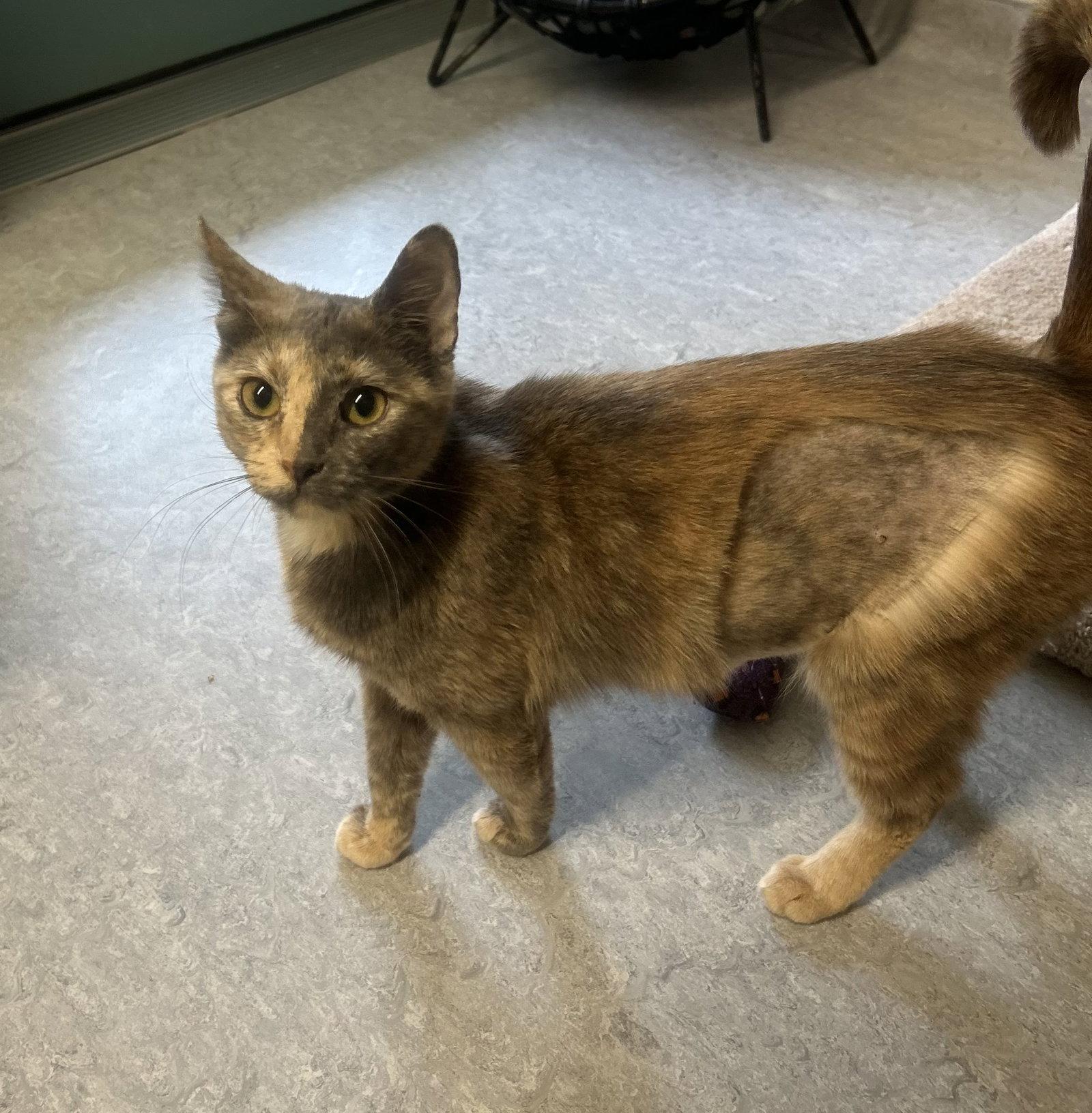 Enlarge Monika, a Adopted Domestic Short Hair in Arlington, VT image 1/1