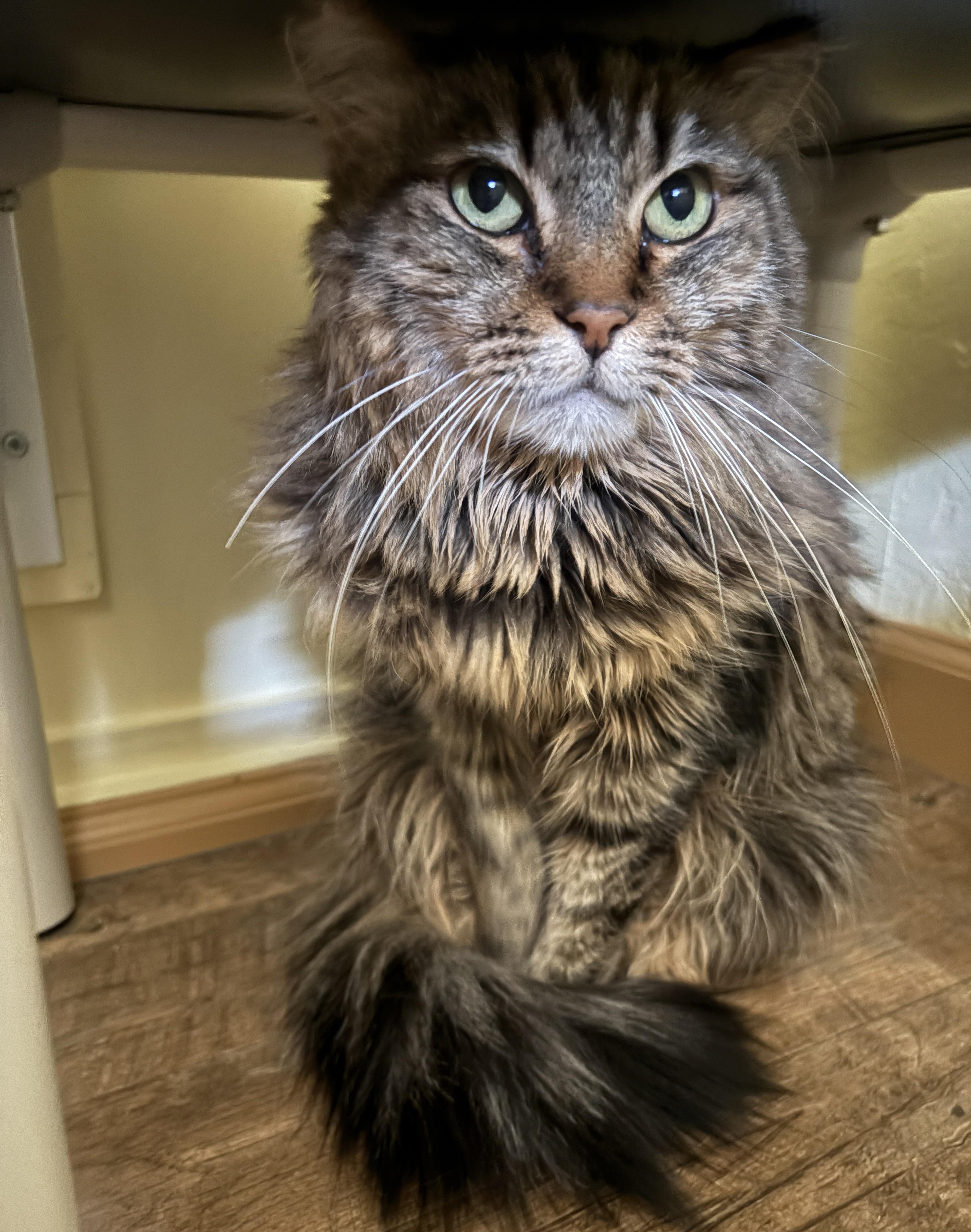Enlarge ELSA, a Adoptable Domestic Long Hair in Prescott, AZ image 4/6