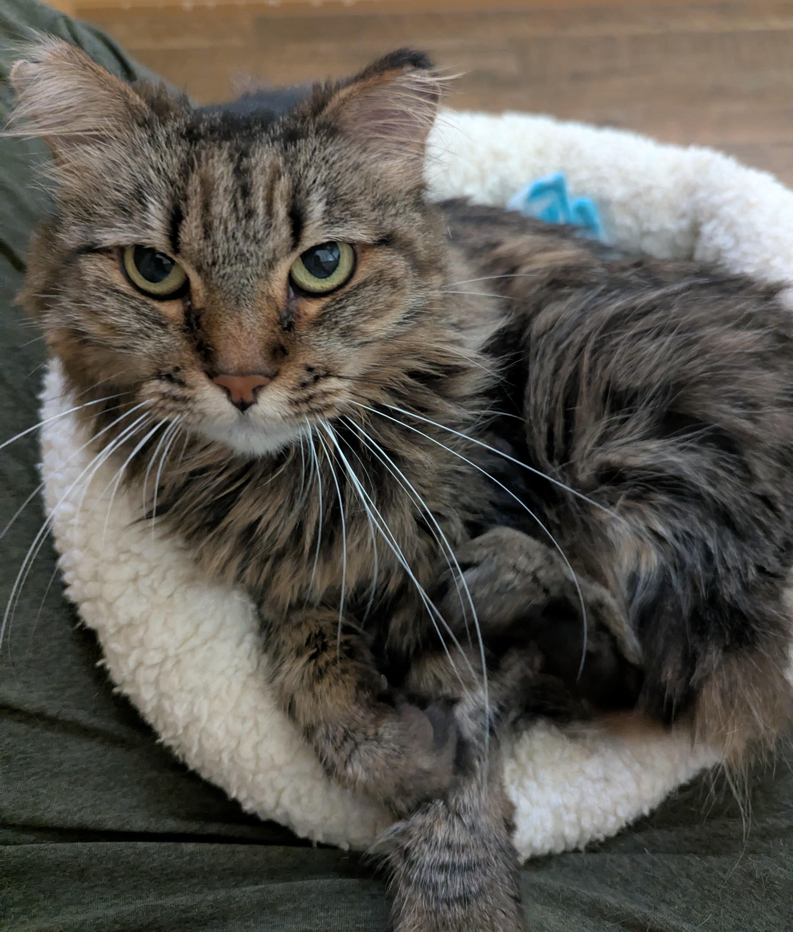 ELSA, Adoptable, Adult Female Domestic Long Hair.