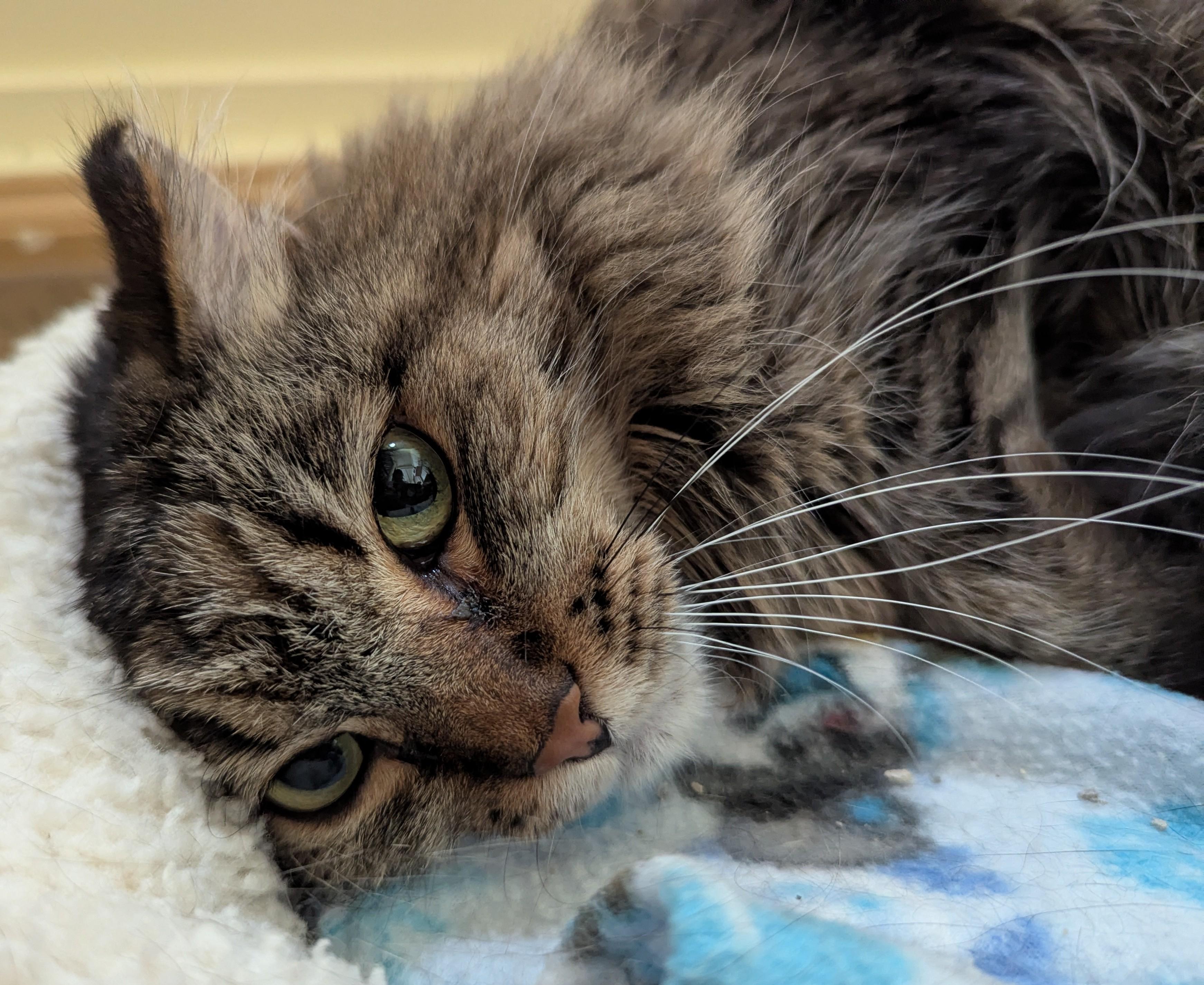 Enlarge ELSA, a Adoptable Domestic Long Hair in Prescott, AZ image 3/6