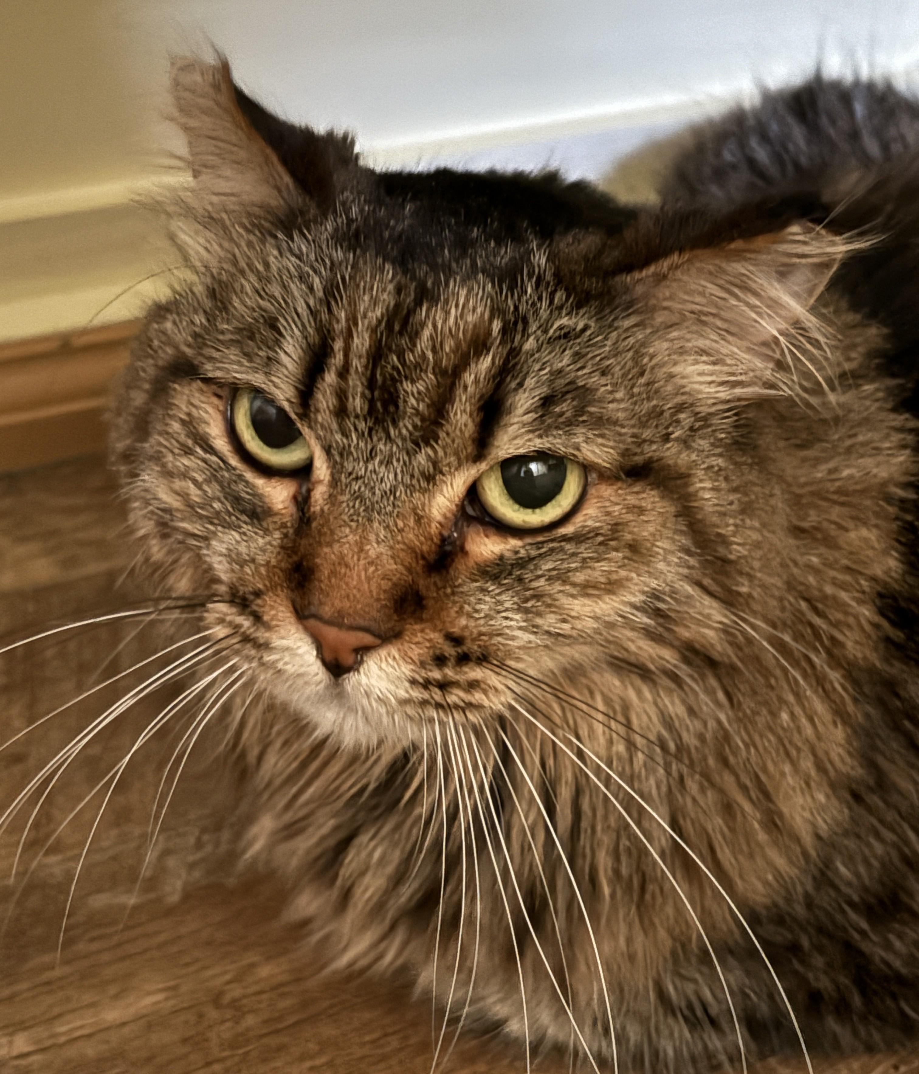 Enlarge ELSA, a Adoptable Domestic Long Hair in Prescott, AZ image 6/6