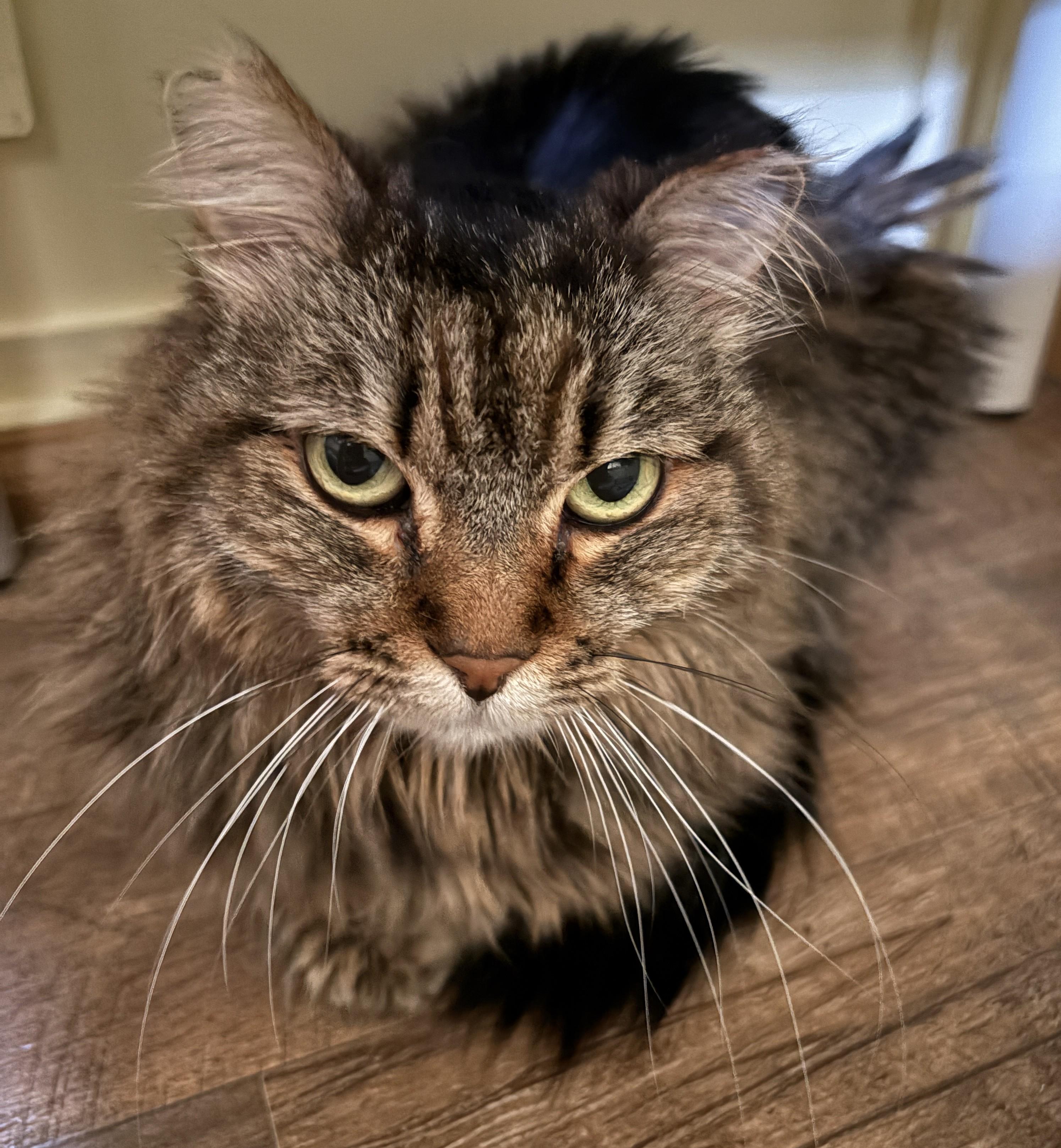 Enlarge ELSA, a Adoptable Domestic Long Hair in Prescott, AZ image 2/6