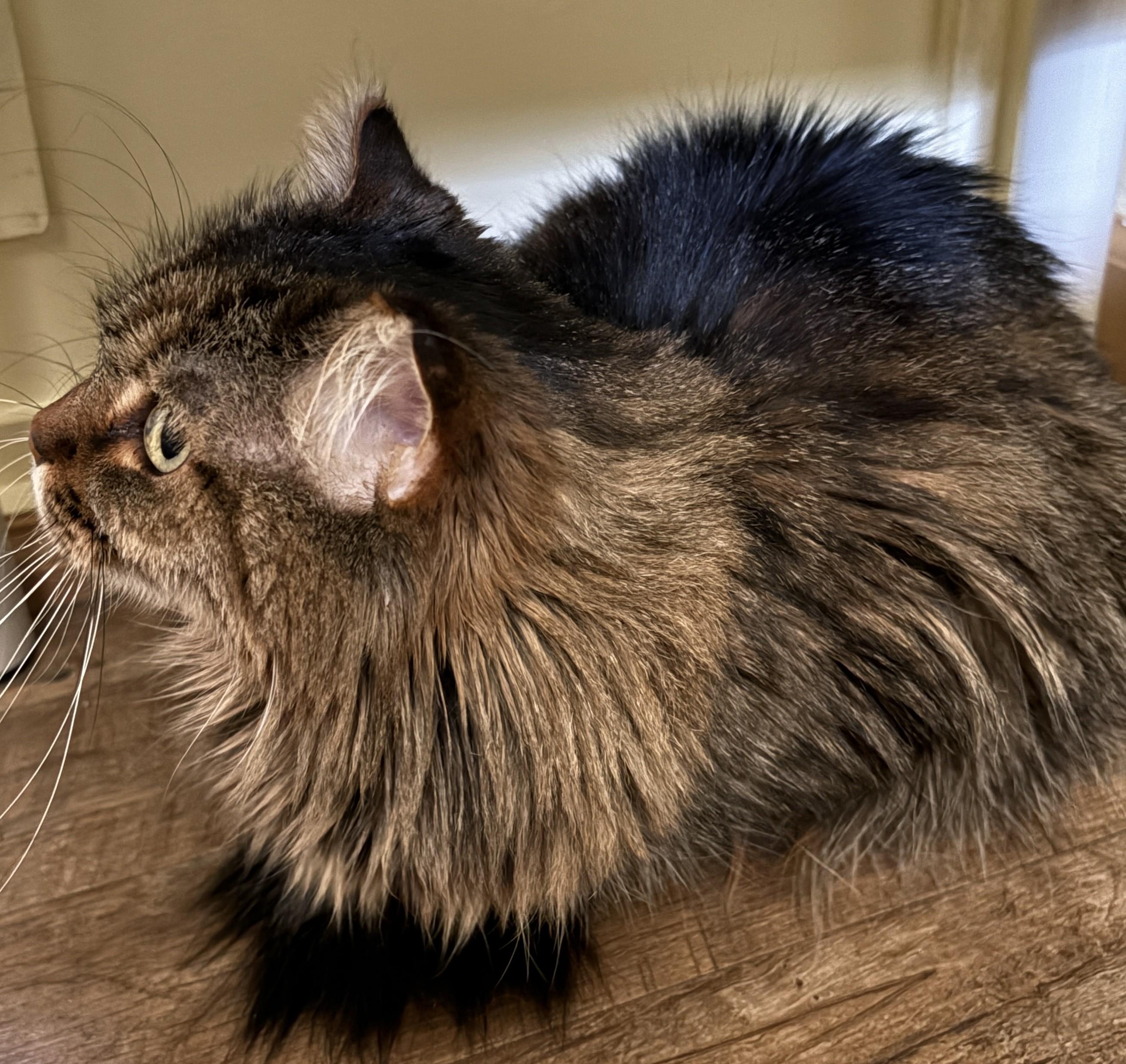 Enlarge ELSA, a Adoptable Domestic Long Hair in Prescott, AZ image 5/6