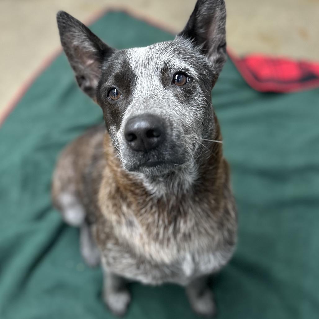Nala, Adoptable, Adult Female Australian Cattle Dog / Blue Heeler.