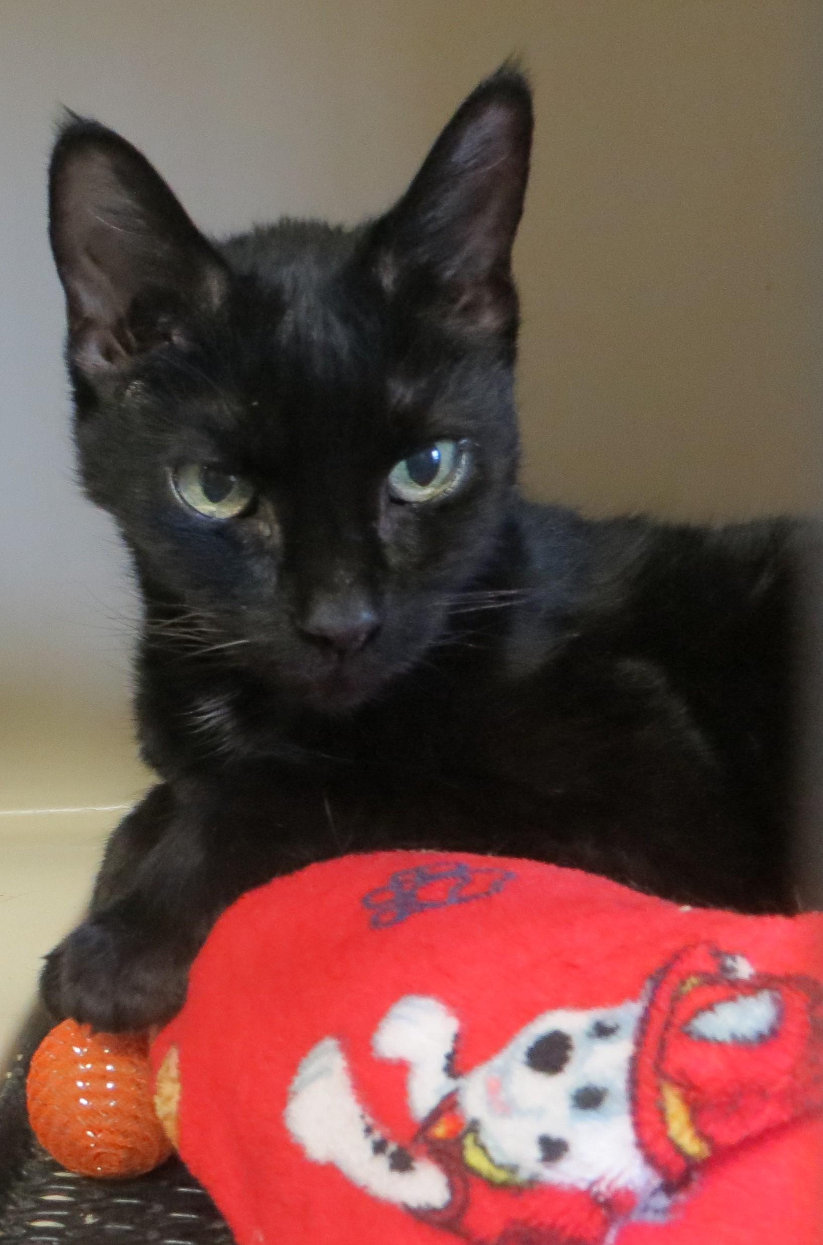 Enlarge QBALL (Adoption Pending), a hold Domestic Short Hair in Taunton, MA image 2/4