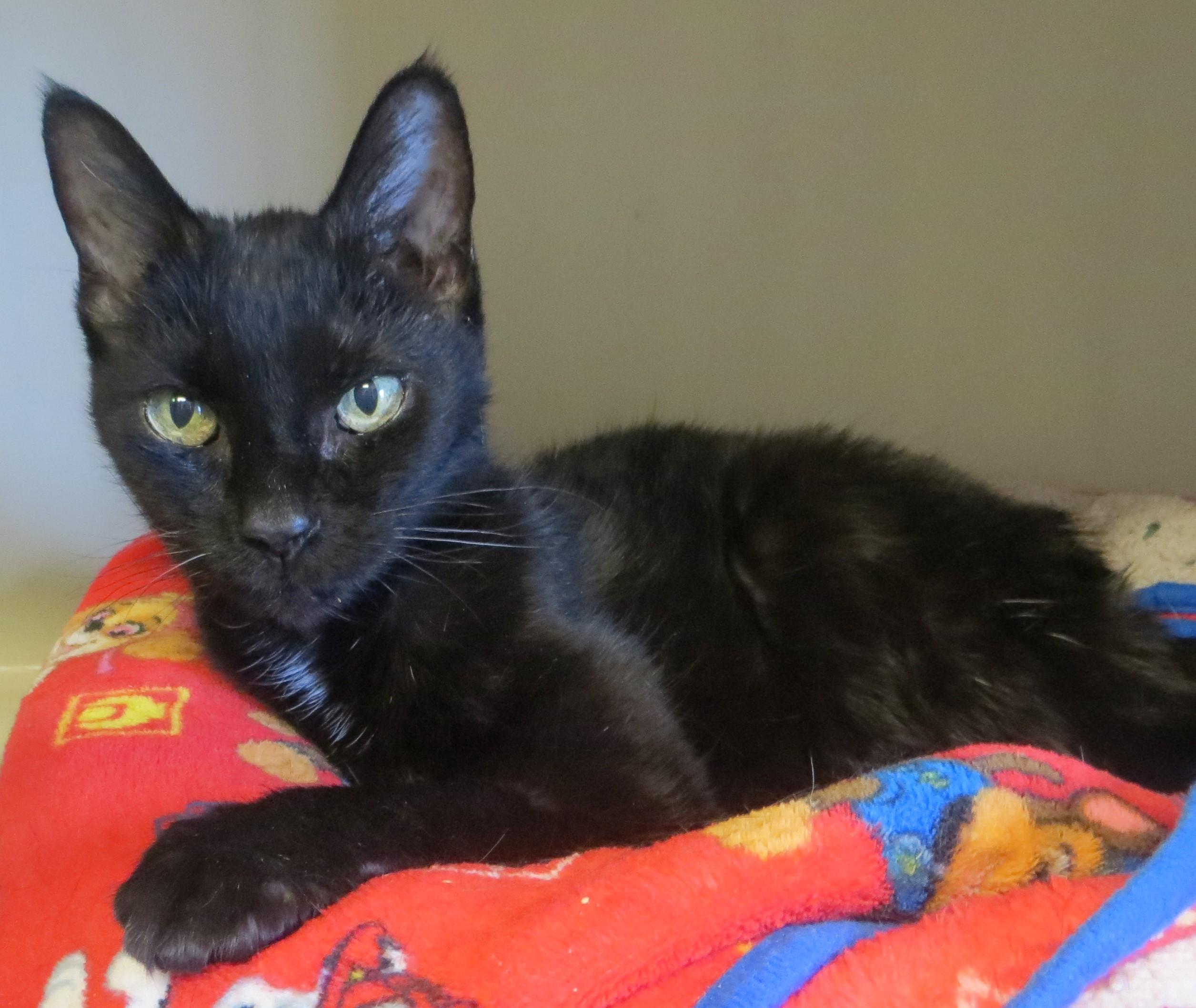 Enlarge QBALL (Adoption Pending), a hold Domestic Short Hair in Taunton, MA image 3/4