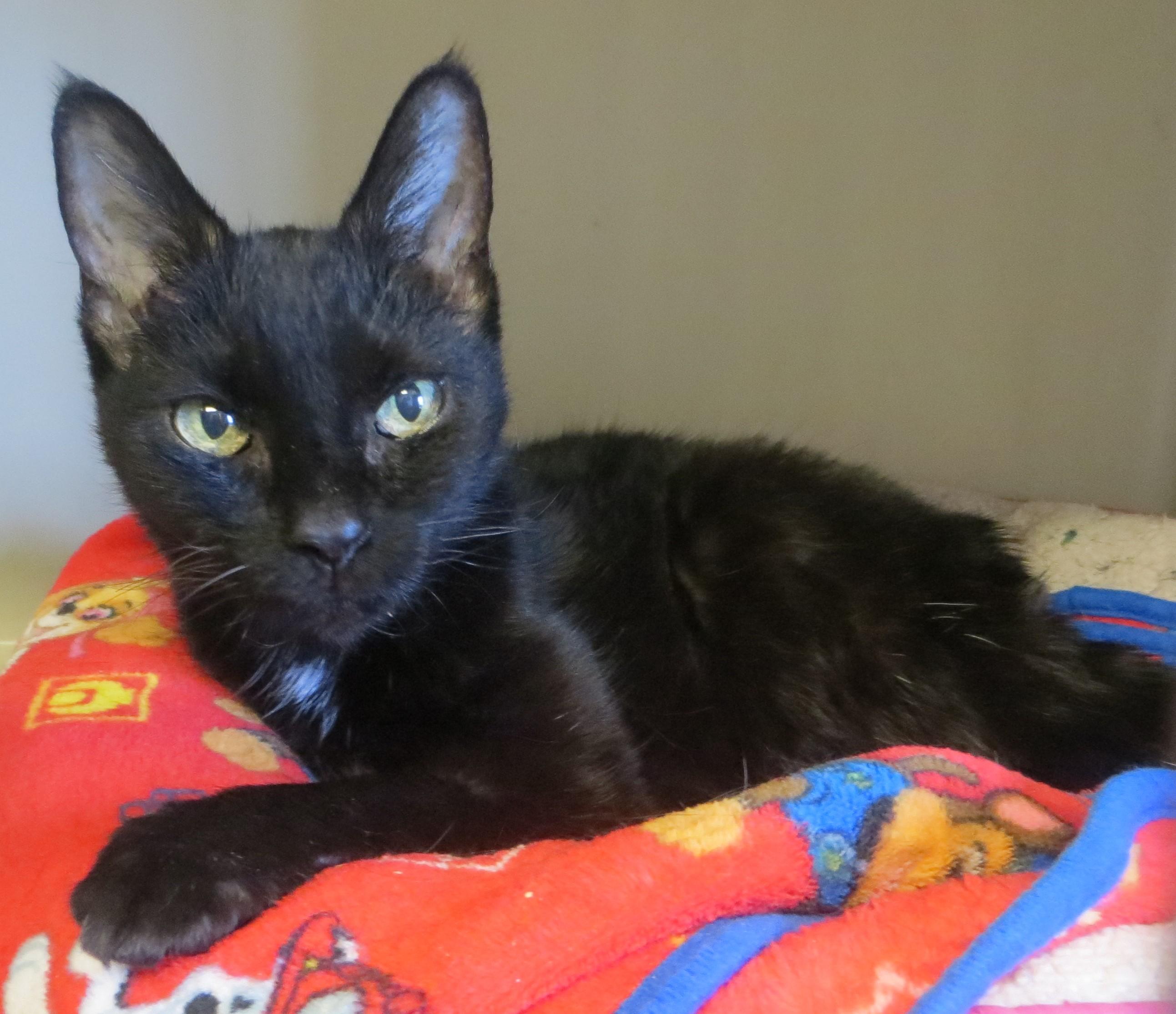 QBALL, Adoptable, Senior Female Domestic Short Hair.