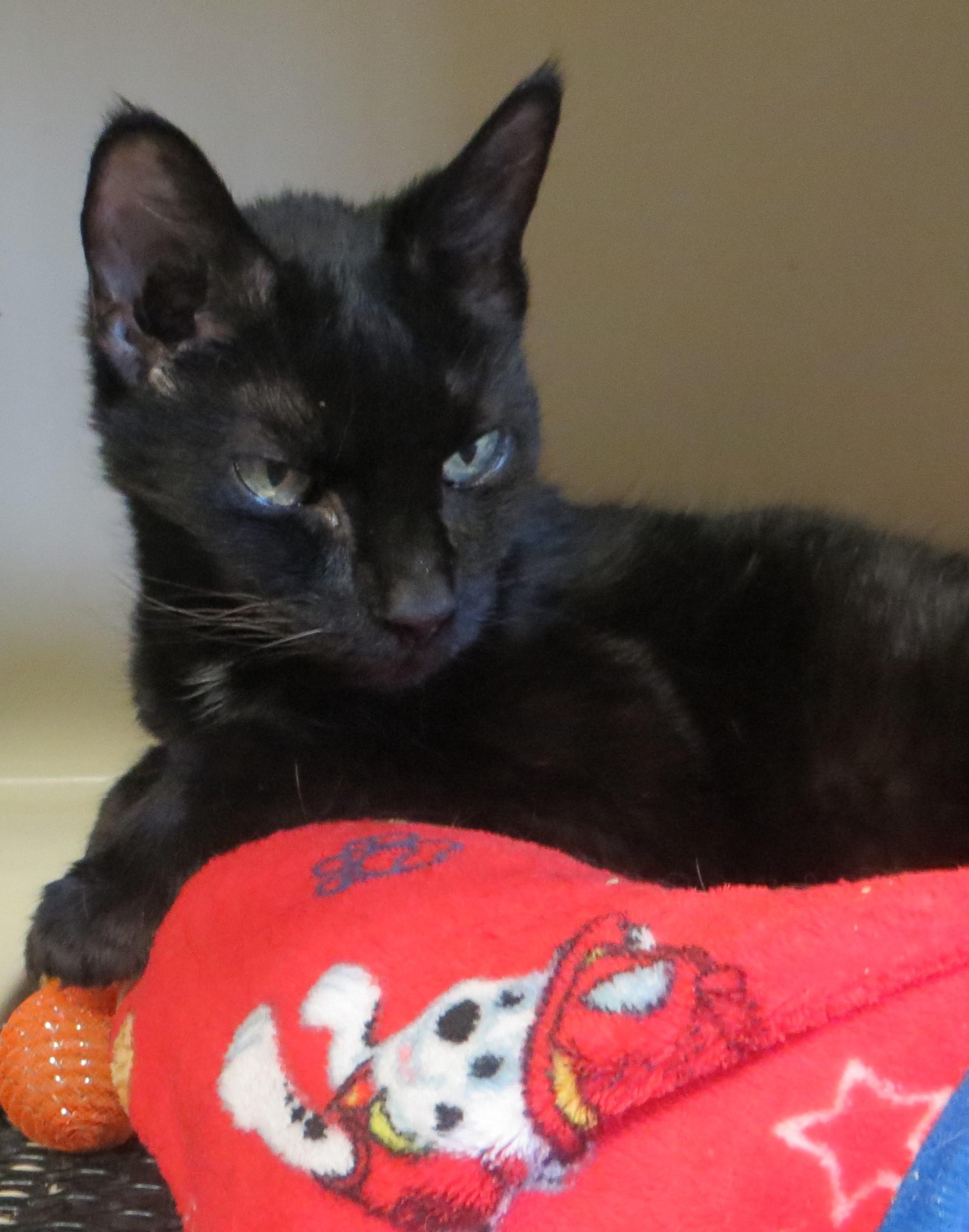 Enlarge QBALL (Adoption Pending), a hold Domestic Short Hair in Taunton, MA image 4/4