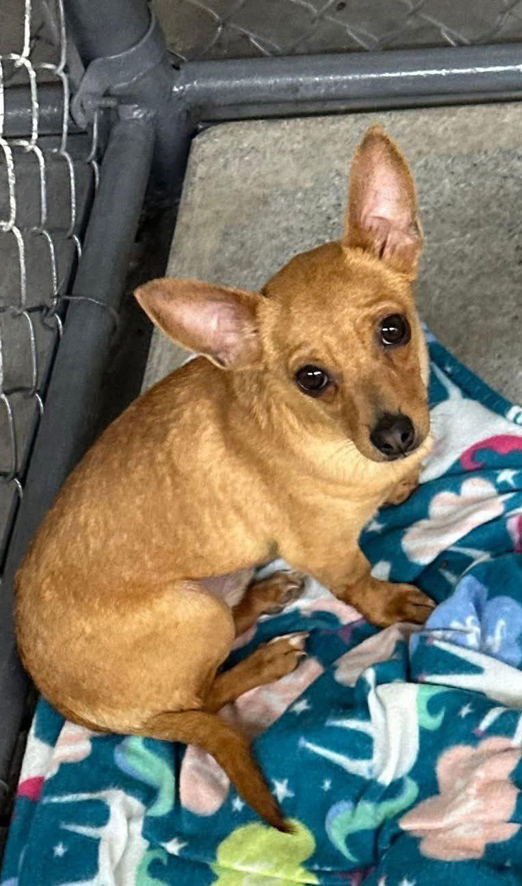 Ralph, Adopted, Adult Male Chihuahua.