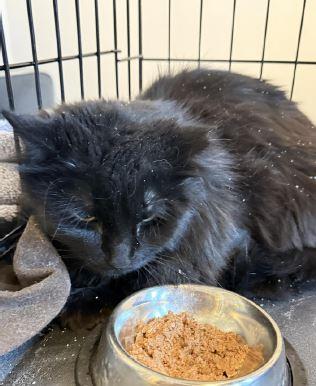 Gorgeous, Adoptable, Adult Female Domestic Medium Hair.