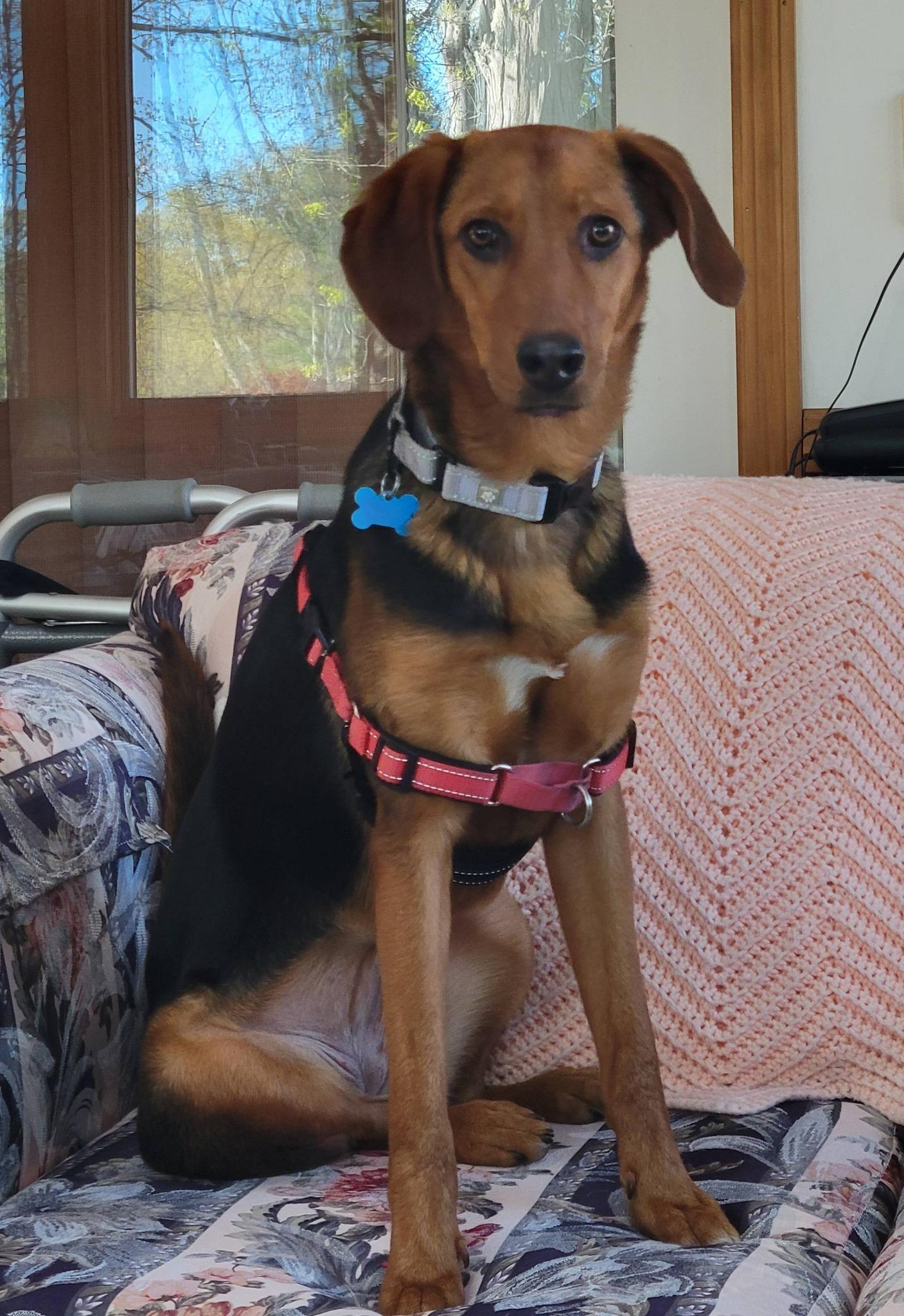 Gertie, a ADOPTABLE mixed breed in Wappingers Falls, NY image 1/5