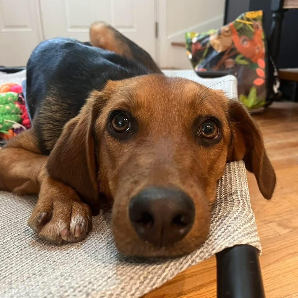 Gertie, a ADOPTABLE mixed breed in Wappingers Falls, NY image 3/5