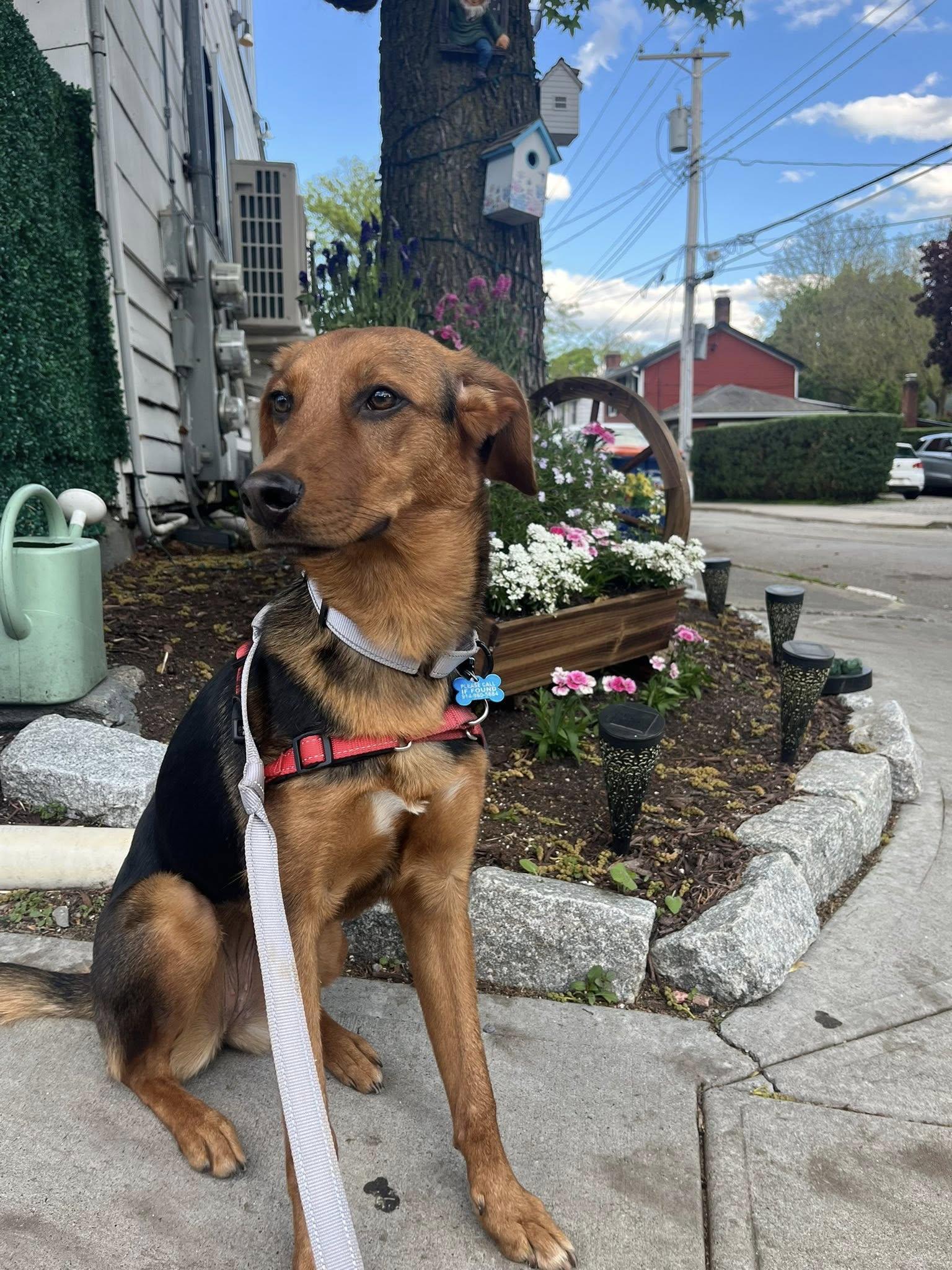 Gertie, a ADOPTABLE mixed breed in Wappingers Falls, NY image 5/5