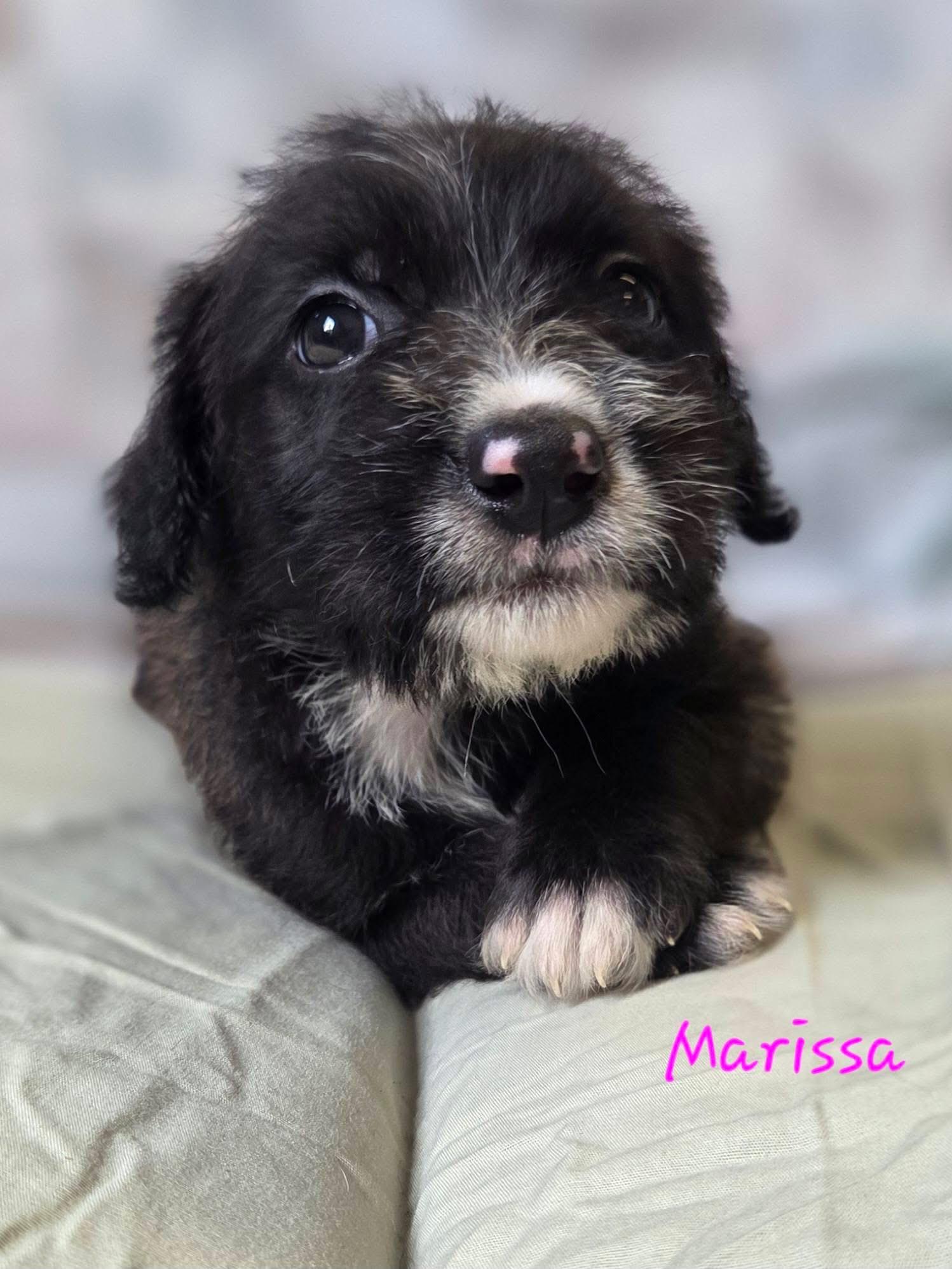 Marissa - Perfect Match Litter, Adoptable, Puppy Female Poodle & Retriever.