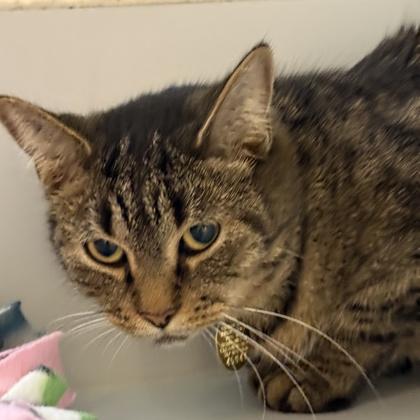 Enlarge Fren, a ADOPTABLE mixed breed in Lansing, MI image 2/3