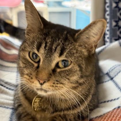 Enlarge Fren, a ADOPTABLE mixed breed in Lansing, MI image 3/3