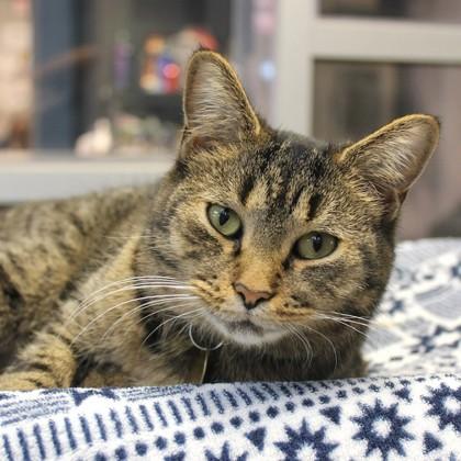 Fren, ADOPTABLE, Adult Female Domestic Short Hair.