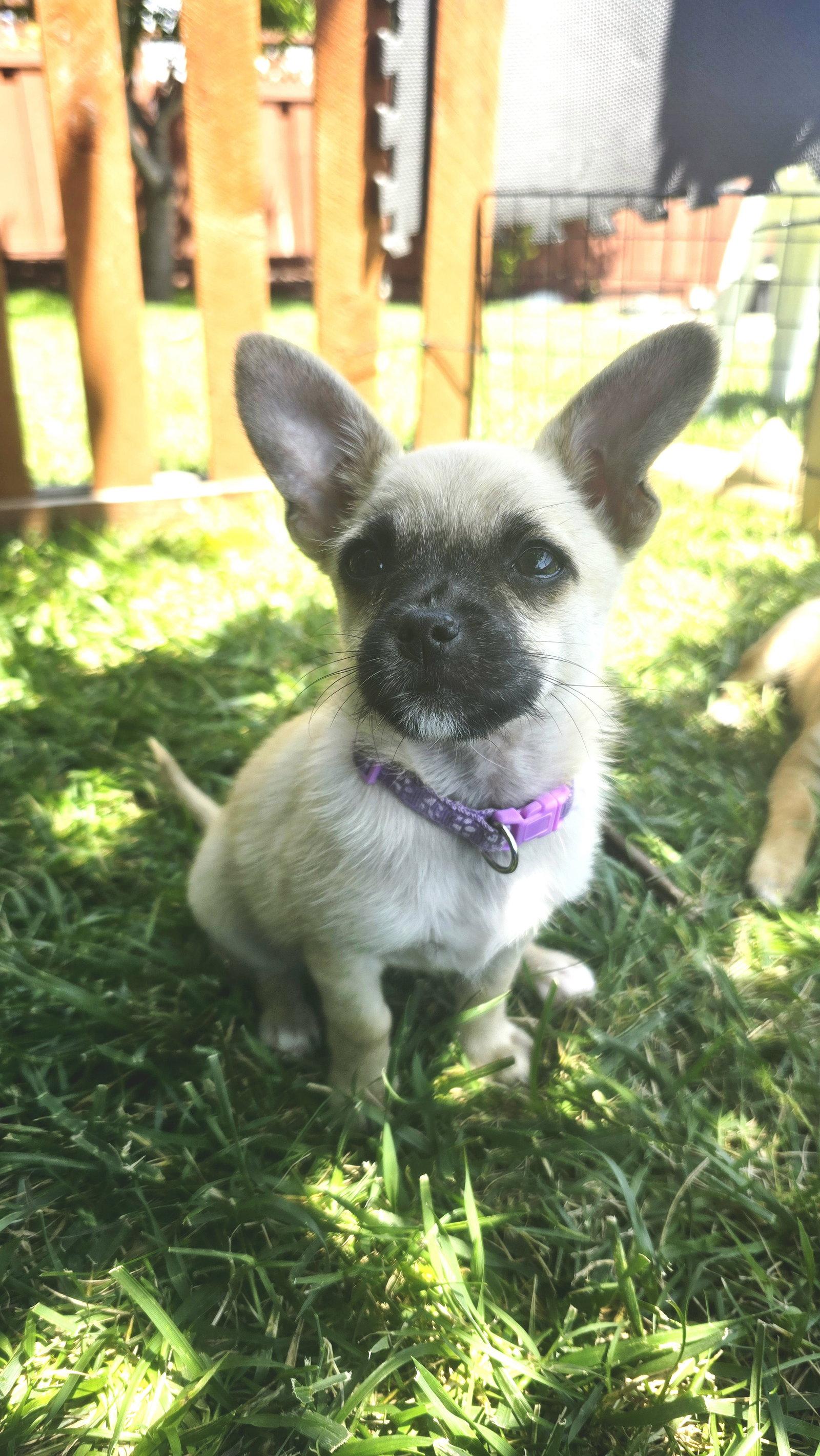 Latte, Adopted, Young Female Pug & Chihuahua.