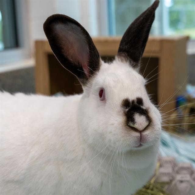 PEANUT, Adoptable, Adult Female Californian.