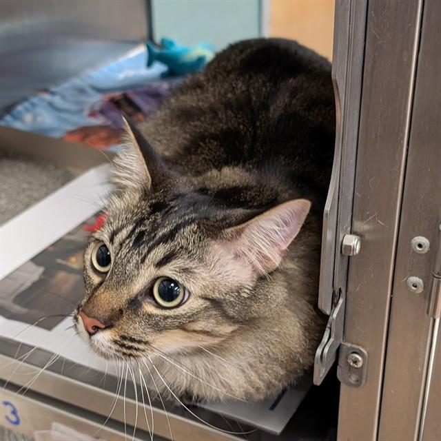 Enlarge Prince A203578, an adoptable Domestic Medium Hair in Plano, TX image 1/1