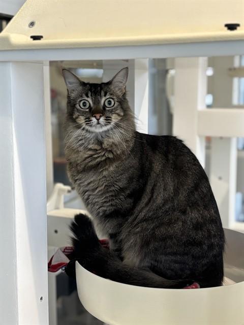Prince A203578, adoptable, Adult Male Maine Coon.