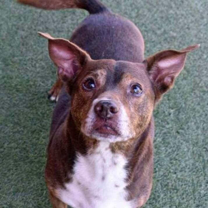 Big Mack, Adoptable, Senior Male Cardigan Welsh Corgi & Mixed Breed.