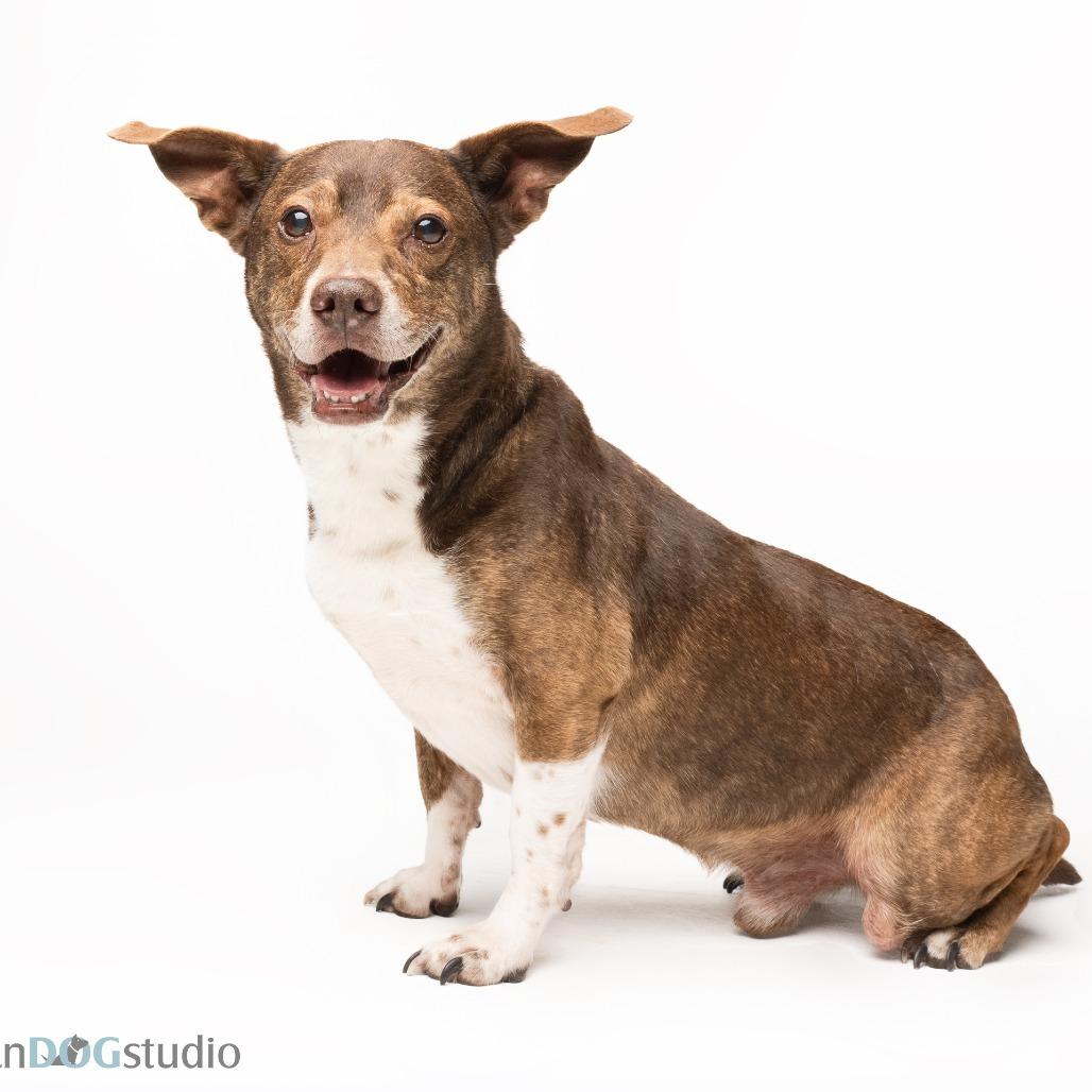 Enlarge Big Mack, a Adoptable mixed breed in Seminole, FL image 1/6